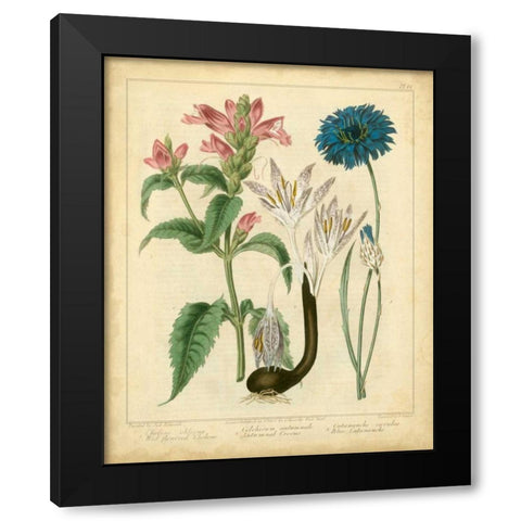 Garden Flora VIII Black Modern Wood Framed Art Print by Edwards, Sydenham