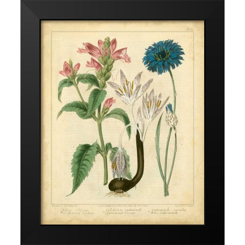 Garden Flora VIII Black Modern Wood Framed Art Print by Edwards, Sydenham