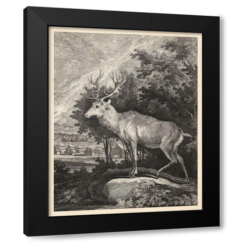 Woodland Deer II Black Modern Wood Framed Art Print with Double Matting by Ridinger
