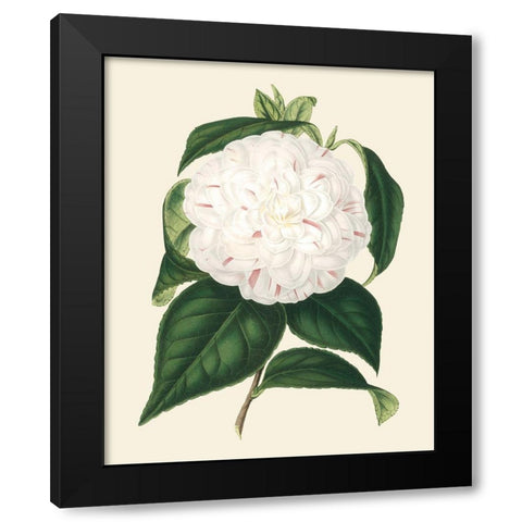 Antique Camellia I Black Modern Wood Framed Art Print with Double Matting by Houtte, Van