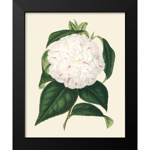 Antique Camellia I Black Modern Wood Framed Art Print by Houtte, Van