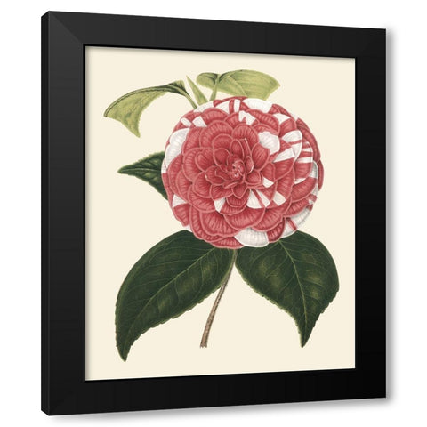 Antique Camellia II Black Modern Wood Framed Art Print with Double Matting by Houtte, Van