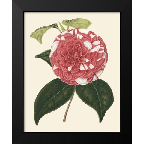 Antique Camellia II Black Modern Wood Framed Art Print by Houtte, Van