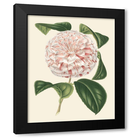 Antique Camellia III Black Modern Wood Framed Art Print with Double Matting by Houtte, Van