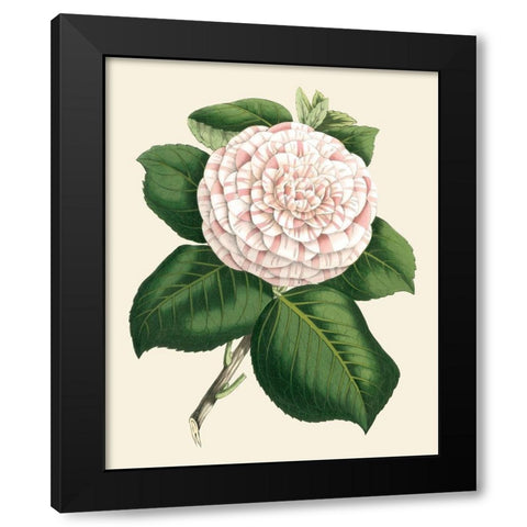 Antique Camellia IV Black Modern Wood Framed Art Print by Houtte, Van