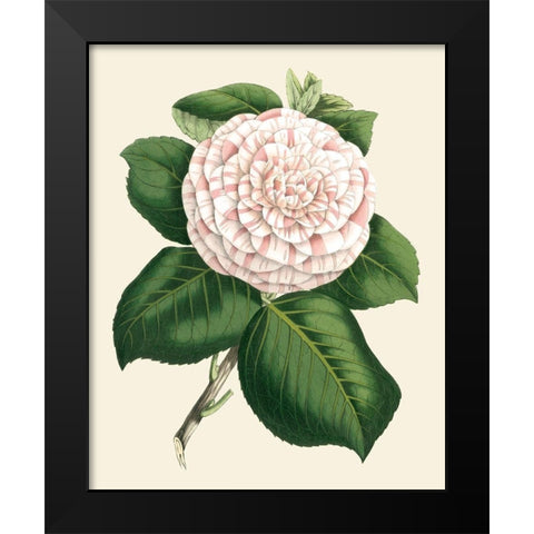 Antique Camellia IV Black Modern Wood Framed Art Print by Houtte, Van