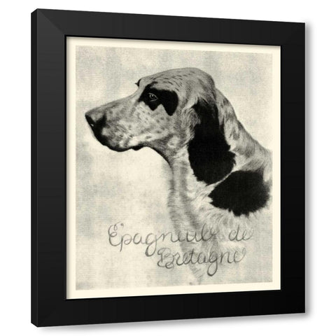 B and W Epagneul de Bretagne Black Modern Wood Framed Art Print by Vision Studio