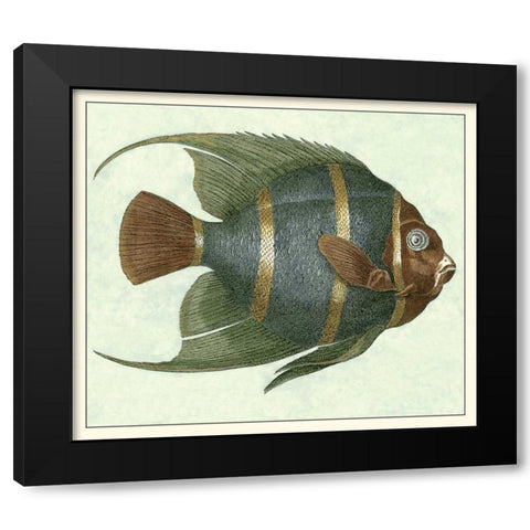 Angel Fish I Black Modern Wood Framed Art Print with Double Matting by Vision Studio