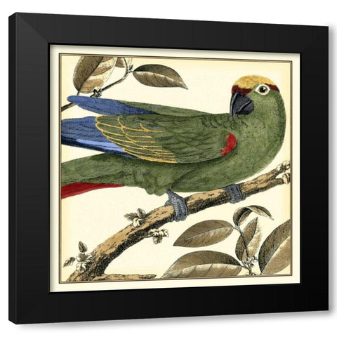 Tropical Parrot I Black Modern Wood Framed Art Print by Martinet
