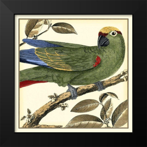 Tropical Parrot I Black Modern Wood Framed Art Print by Martinet