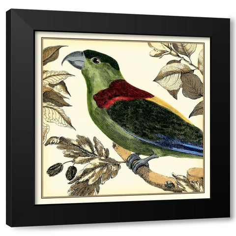 Tropical Parrot IV Black Modern Wood Framed Art Print with Double Matting by Martinet
