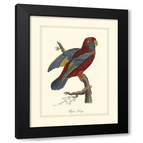 Raja Lory Black Modern Wood Framed Art Print by Edwards, George
