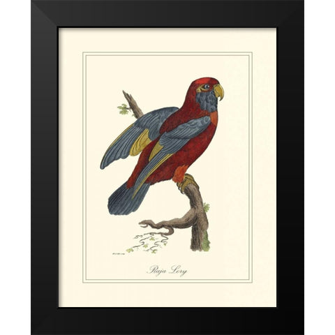 Raja Lory Black Modern Wood Framed Art Print by Edwards, George