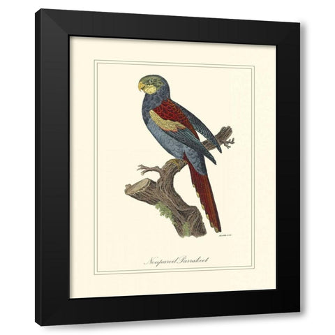 Nonpareil Parrakeet Black Modern Wood Framed Art Print with Double Matting by Edwards, George