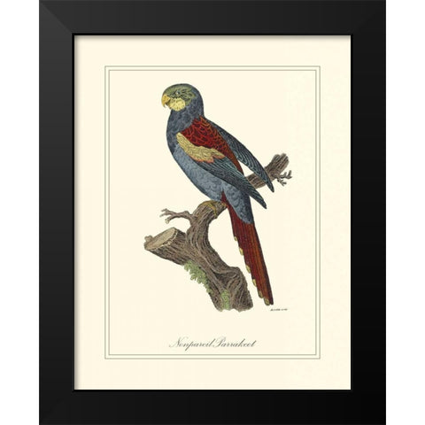 Nonpareil Parrakeet Black Modern Wood Framed Art Print by Edwards, George