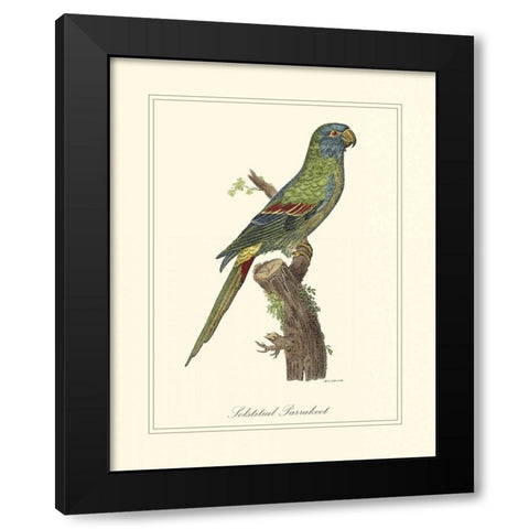 Solstitial Parrakeet Black Modern Wood Framed Art Print with Double Matting by Edwards, George