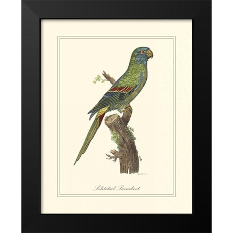 Solstitial Parrakeet Black Modern Wood Framed Art Print by Edwards, George