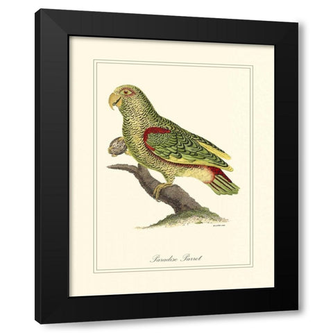 Paradise Parrot Black Modern Wood Framed Art Print by Edwards, George