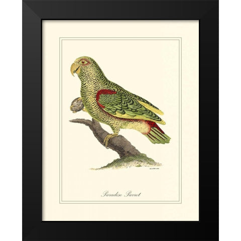 Paradise Parrot Black Modern Wood Framed Art Print by Edwards, George