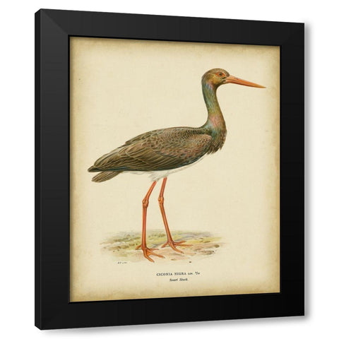 Non-embellished Vintage Heron I Black Modern Wood Framed Art Print with Double Matting by Wright, Von