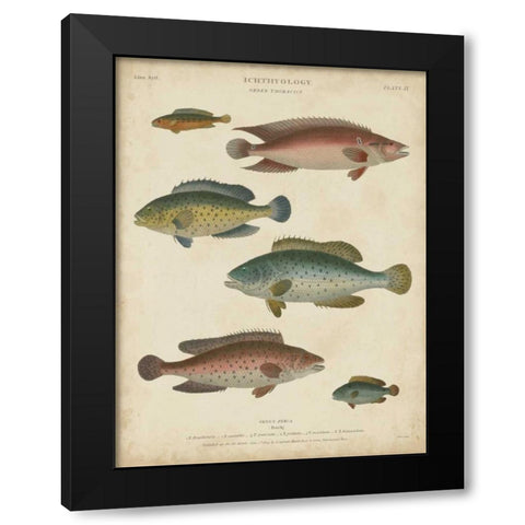 Non-Embellished Ichthyology I Black Modern Wood Framed Art Print with Double Matting by Rees, Abraham