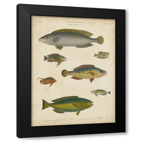 Non-Embellished Ichthyology II Black Modern Wood Framed Art Print by Rees, Abraham