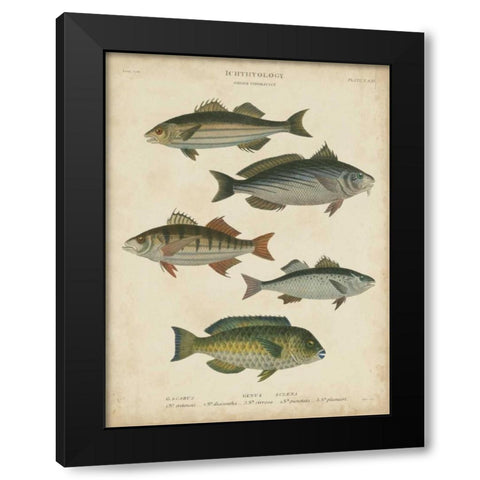 Non-Embellished Ichthyology III Black Modern Wood Framed Art Print with Double Matting by Rees, Abraham