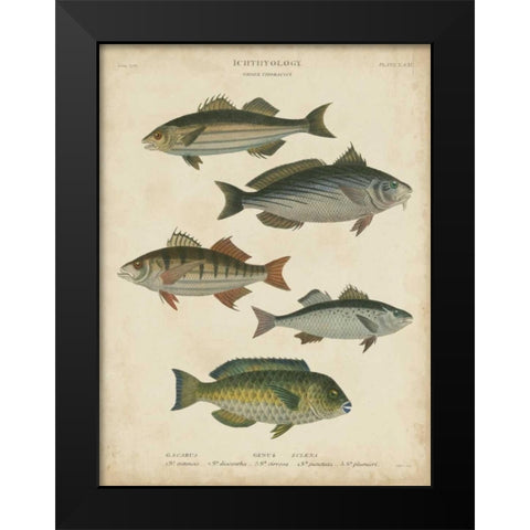 Non-Embellished Ichthyology III Black Modern Wood Framed Art Print by Rees, Abraham