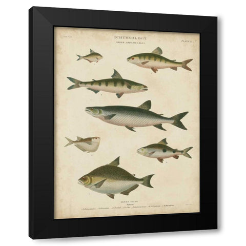 Non-Embellished Ichthyology IV Black Modern Wood Framed Art Print with Double Matting by Rees, Abraham
