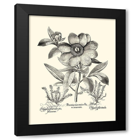 Black and White Besler Peony I Black Modern Wood Framed Art Print with Double Matting by Besler, Basilius