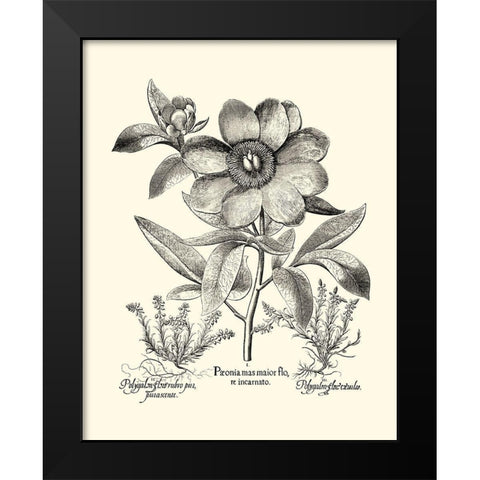 Black and White Besler Peony I Black Modern Wood Framed Art Print by Besler, Basilius