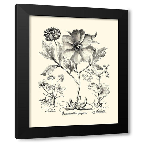 Black and White Besler Peony II Black Modern Wood Framed Art Print by Besler, Basilius
