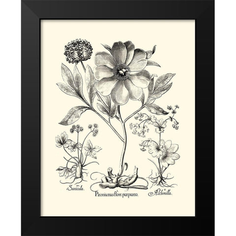 Black and White Besler Peony II Black Modern Wood Framed Art Print by Besler, Basilius