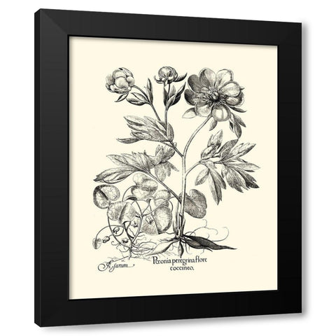 Black and White Besler Peony III Black Modern Wood Framed Art Print by Besler, Basilius