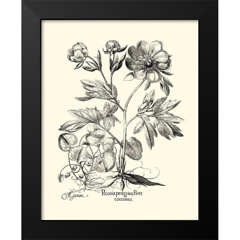 Black and White Besler Peony III Black Modern Wood Framed Art Print by Besler, Basilius