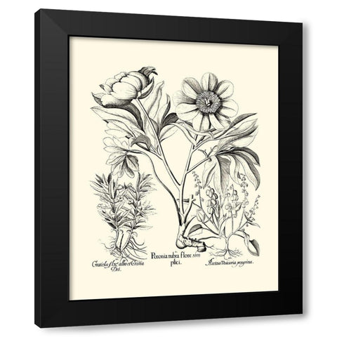 Black and White Besler Peony IV Black Modern Wood Framed Art Print by Besler, Basilius