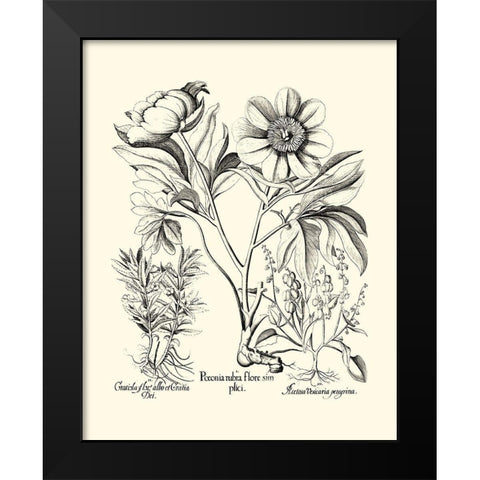 Black and White Besler Peony IV Black Modern Wood Framed Art Print by Besler, Basilius