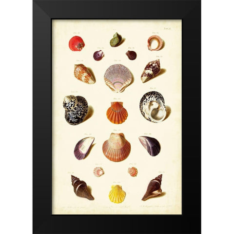 Muller Shells Tab. XI Black Modern Wood Framed Art Print by Gabriel Muller