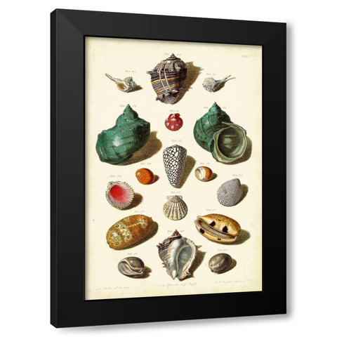 Muller Shells Tab. V Black Modern Wood Framed Art Print by Muller, Gabriel