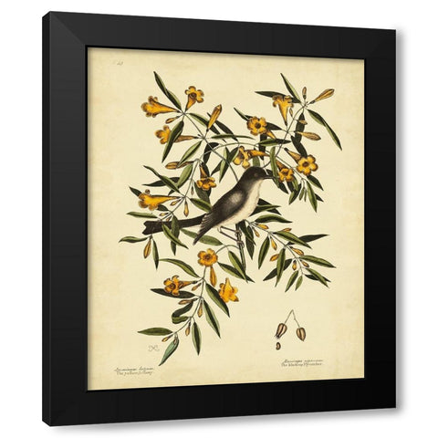 Cates. Black-capt Flycatch. Pl. T53 Black Modern Wood Framed Art Print with Double Matting by Catesby, Mark