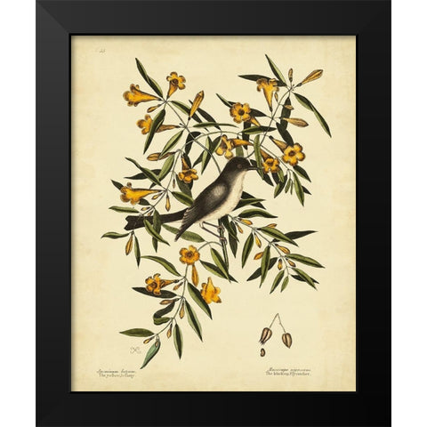 Cates. Black-capt Flycatch. Pl. T53 Black Modern Wood Framed Art Print by Catesby, Mark