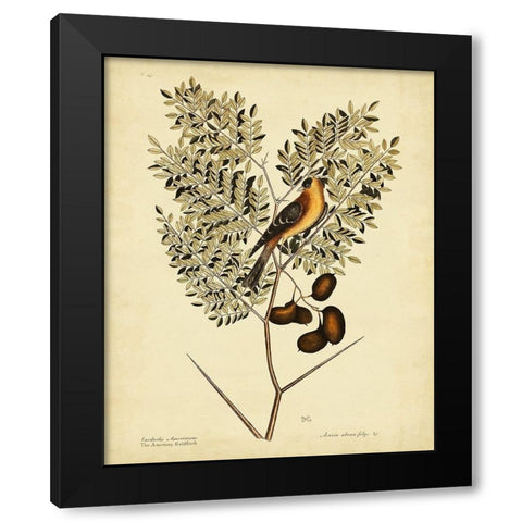 Catesby American Goldfinch  Pl. T43 Black Modern Wood Framed Art Print with Double Matting by Catesby, Mark