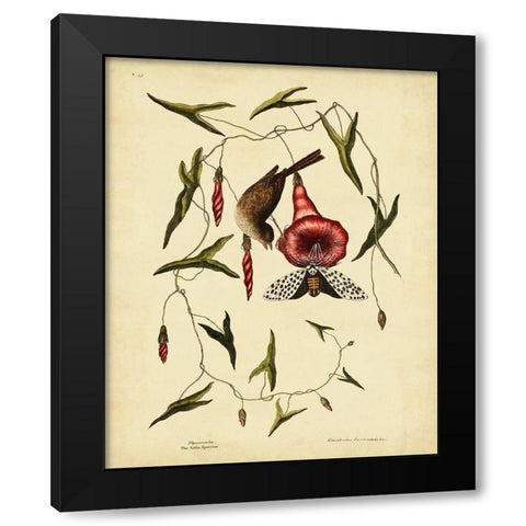 Catesby Little Sparrow  Pl. T35 Black Modern Wood Framed Art Print with Double Matting by Catesby, Mark