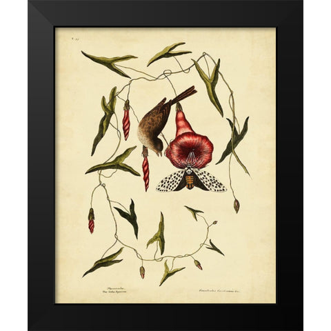 Catesby Little Sparrow  Pl. T35 Black Modern Wood Framed Art Print by Catesby, Mark