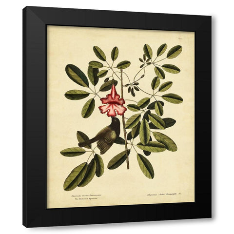 Catesby Bahama Sparrow  Pl. T37 Black Modern Wood Framed Art Print with Double Matting by Catesby, Mark