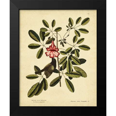 Catesby Bahama Sparrow  Pl. T37 Black Modern Wood Framed Art Print by Catesby, Mark