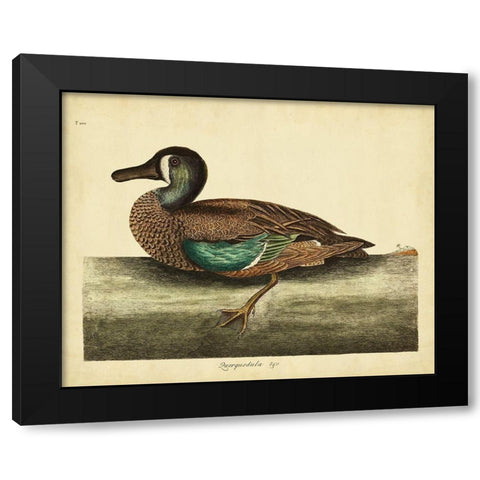 Catesby White-face Teal Pl. T100 Black Modern Wood Framed Art Print with Double Matting by Catesby, Mark