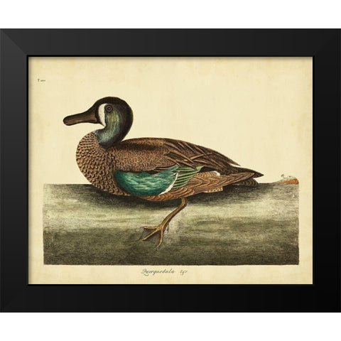 Catesby White-face Teal Pl. T100 Black Modern Wood Framed Art Print by Catesby, Mark