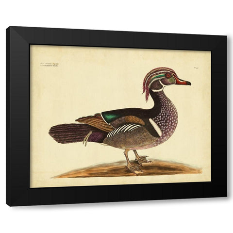 Catesby Summer Duck PL T97 Black Modern Wood Framed Art Print with Double Matting by Catesby, Mark