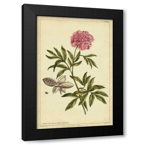 Peony, Pl. CXCIX Black Modern Wood Framed Art Print with Double Matting by Miller, Philip